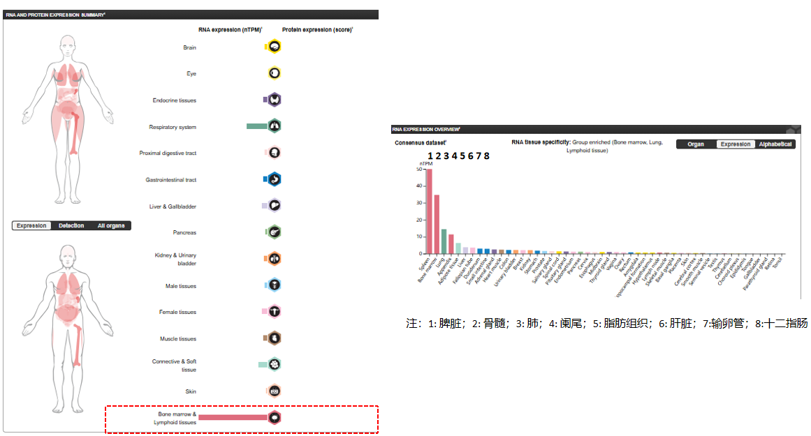 The target of Leukocyte Immunoglobulin Like Receptor LILRB2