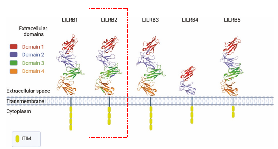 The target of Leukocyte Immunoglobulin Like Receptor LILRB2