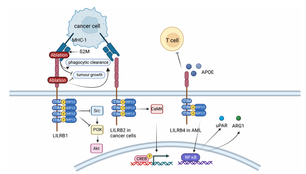 The target of Leukocyte Immunoglobulin Like Receptor LILRB2
