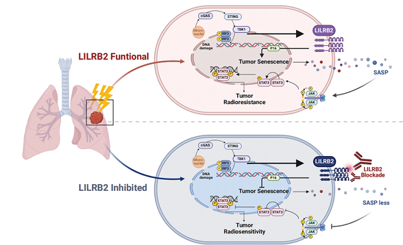 The target of Leukocyte Immunoglobulin Like Receptor LILRB2