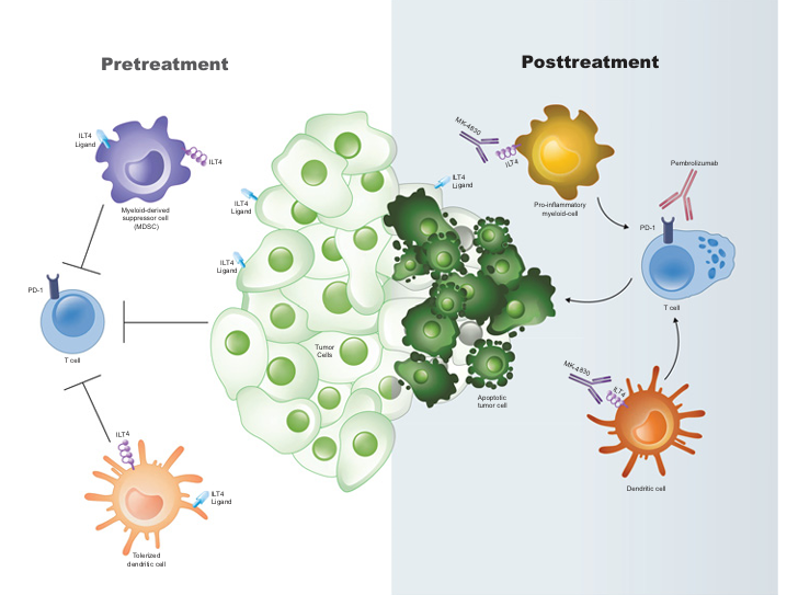 The target of Leukocyte Immunoglobulin Like Receptor LILRB2