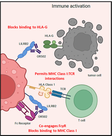 The target of Leukocyte Immunoglobulin Like Receptor LILRB2