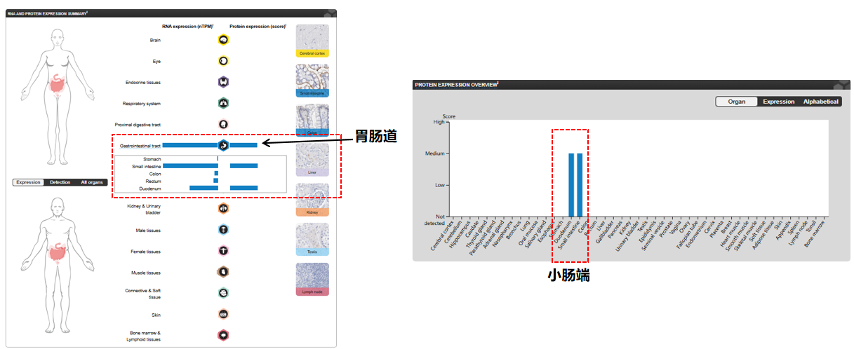 The target of MUC17 transmembrane mucin MUC17 The target of MUC17 transmembrane mucin MUC17