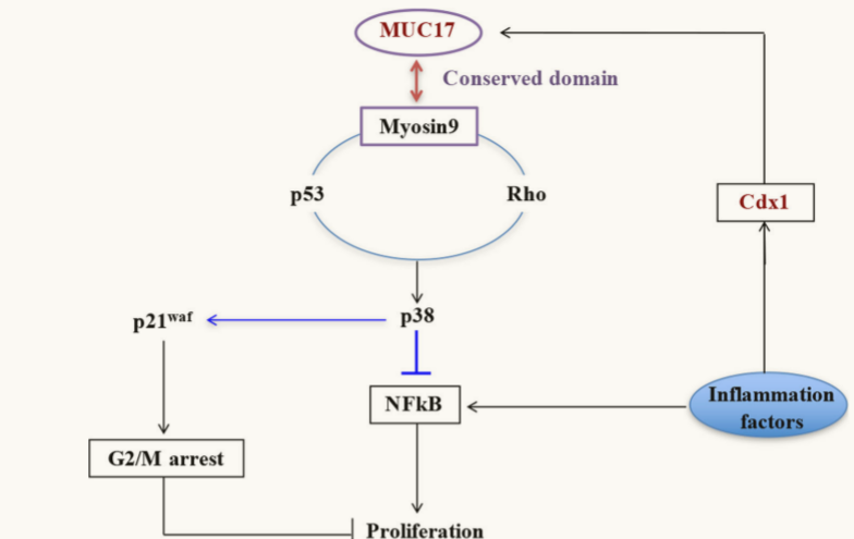The target of MUC17 transmembrane mucin MUC17 The target of MUC17 transmembrane mucin MUC17