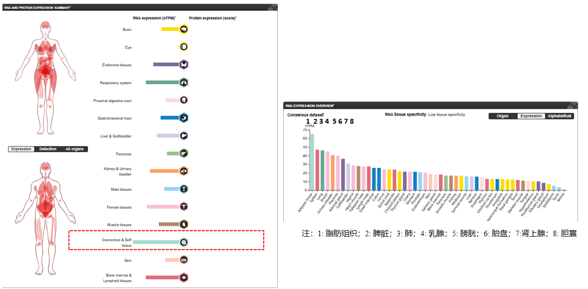 The target of Macrophage colony stimulating factor 1 CSF1 The target of Macrophage colony stimulating factor 1 CSF1