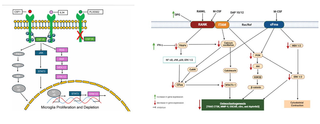 The target of Macrophage colony stimulating factor 1 CSF1 The target of Macrophage colony stimulating factor 1 CSF1