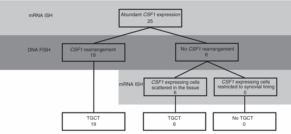 The target of Macrophage colony stimulating factor 1 CSF1 The target of Macrophage colony stimulating factor 1 CSF1