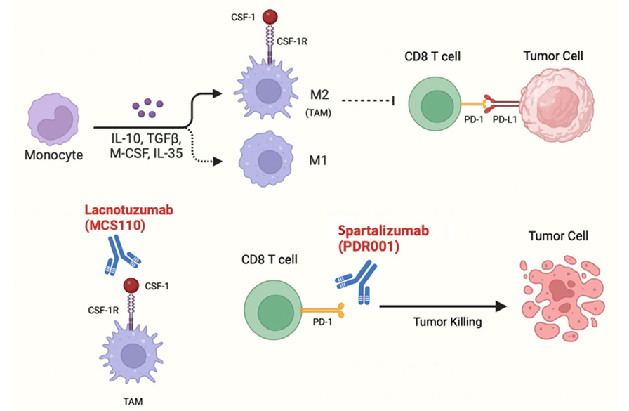 The target of Macrophage colony stimulating factor 1 CSF1 The target of Macrophage colony stimulating factor 1 CSF1