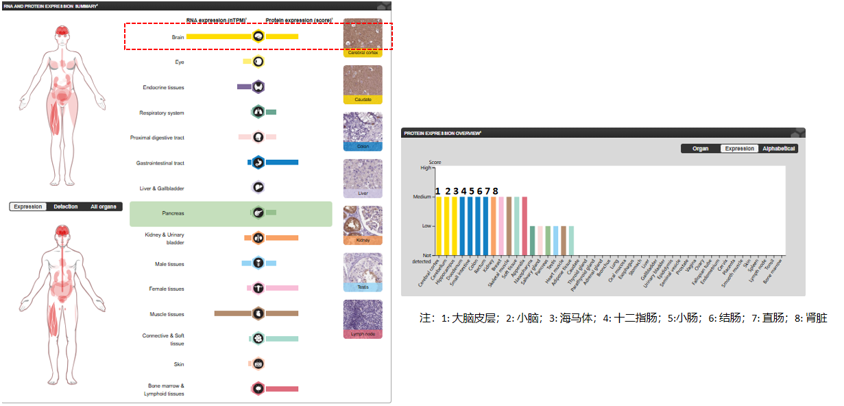 The target of Microtubule Associated Protein Tau MAPT