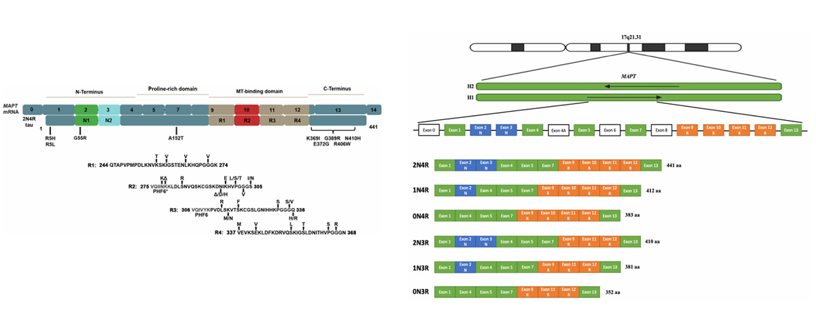 The target of Microtubule Associated Protein Tau MAPT