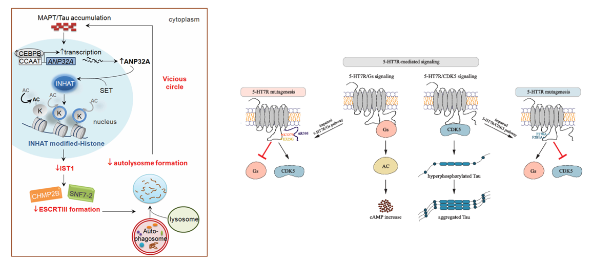 The target of Microtubule Associated Protein Tau MAPT