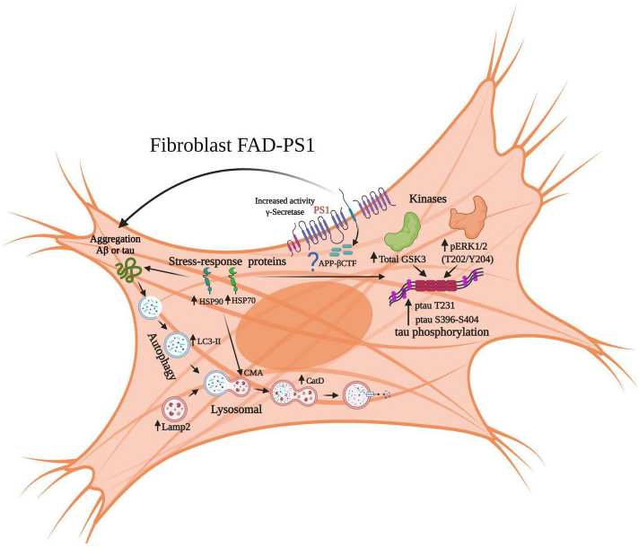 The target of Microtubule Associated Protein Tau MAPT