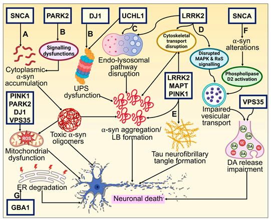 The target of Microtubule Associated Protein Tau MAPT