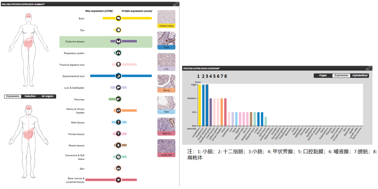 The target of Mucosal addressin cell adhesion molecule 1 MAdCAM1 The target of Mucosal addressin cell adhesion molecule 1 MAdCAM1