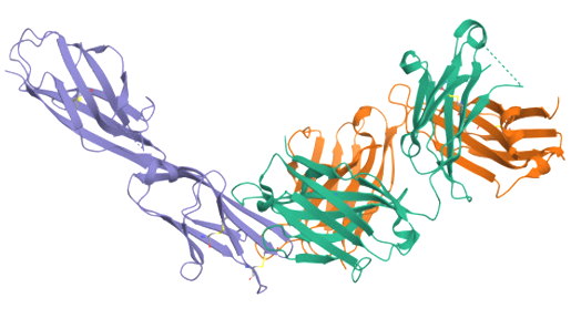 The target of Mucosal addressin cell adhesion molecule 1 MAdCAM1 The target of Mucosal addressin cell adhesion molecule 1 MAdCAM1