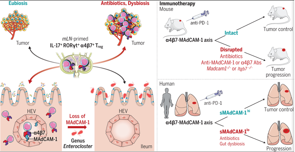 The target of Mucosal addressin cell adhesion molecule 1 MAdCAM1 The target of Mucosal addressin cell adhesion molecule 1 MAdCAM1