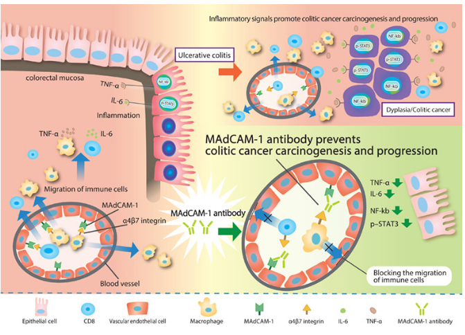 The target of Mucosal addressin cell adhesion molecule 1 MAdCAM1 The target of Mucosal addressin cell adhesion molecule 1 MAdCAM1