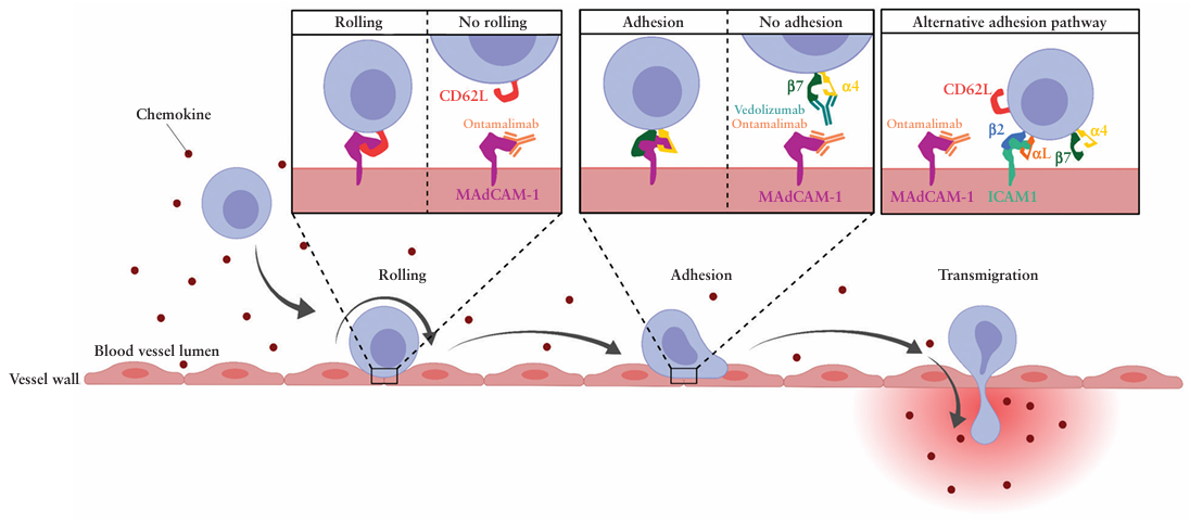The target of Mucosal addressin cell adhesion molecule 1 MAdCAM1 The target of Mucosal addressin cell adhesion molecule 1 MAdCAM1