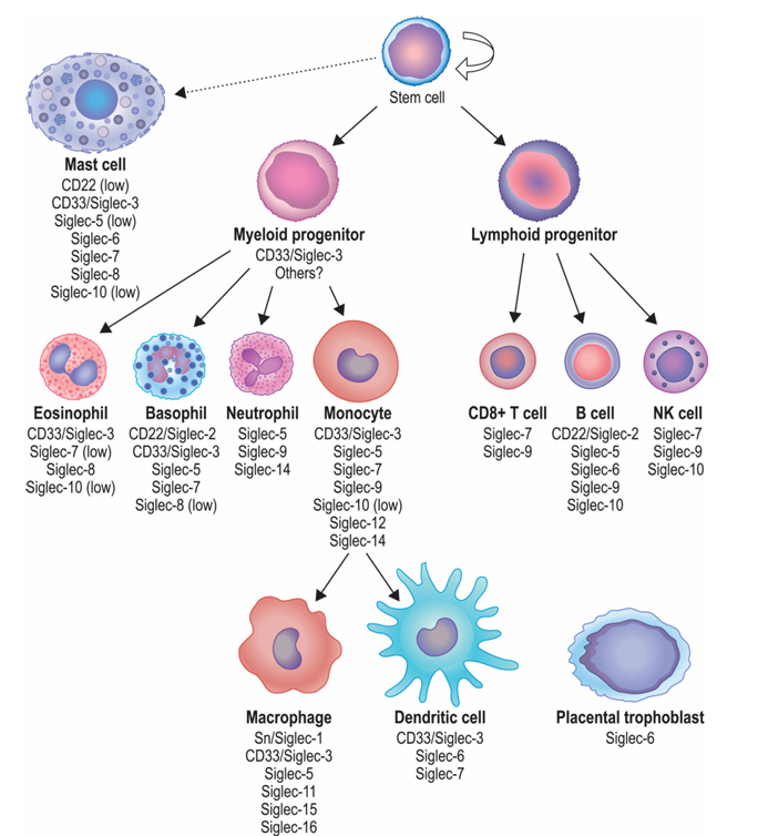 The target of Sialic acid-binding Ig-like lectin 8 SIGLEC8 The target of Sialic acid-binding Ig-like lectin 8 SIGLEC8