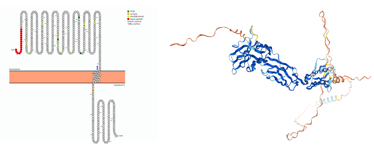 The target of Sialic acid-binding Ig-like lectin 8 SIGLEC8 The target of Sialic acid-binding Ig-like lectin 8 SIGLEC8