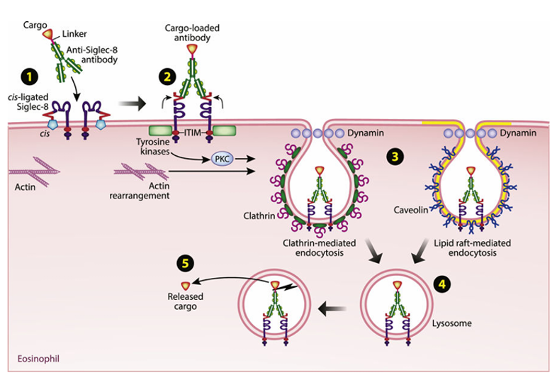 The target of Sialic acid-binding Ig-like lectin 8 SIGLEC8 The target of Sialic acid-binding Ig-like lectin 8 SIGLEC8