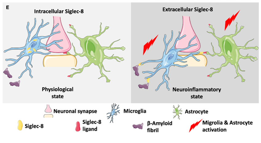 The target of Sialic acid-binding Ig-like lectin 8 SIGLEC8 The target of Sialic acid-binding Ig-like lectin 8 SIGLEC8