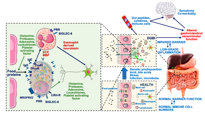 The target of Sialic acid-binding Ig-like lectin 8 SIGLEC8 The target of Sialic acid-binding Ig-like lectin 8 SIGLEC8