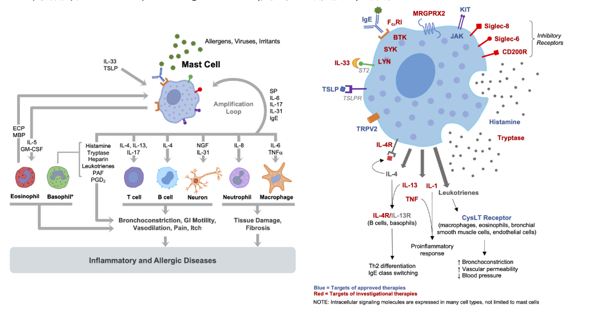 The target of Sialic acid-binding Ig-like lectin 8 SIGLEC8 The target of Sialic acid-binding Ig-like lectin 8 SIGLEC8