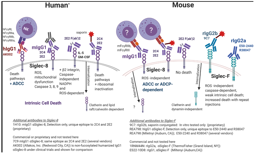 The target of Sialic acid-binding Ig-like lectin 8 SIGLEC8 The target of Sialic acid-binding Ig-like lectin 8 SIGLEC8