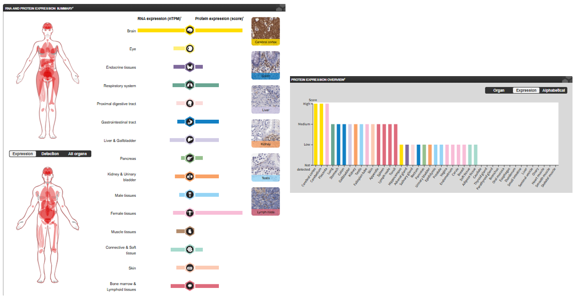 The target of Signal Regulatory Protein Alpha SIRPα The target of Signal Regulatory Protein Alpha SIRPα