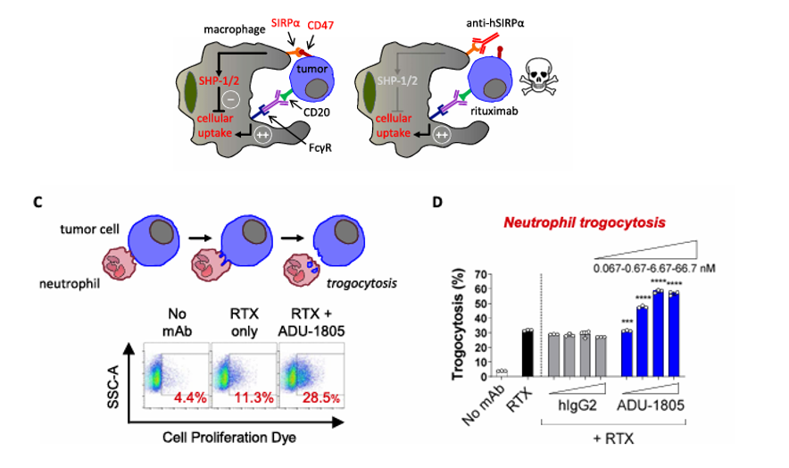 The target of Signal Regulatory Protein Alpha SIRPα The target of Signal Regulatory Protein Alpha SIRPα