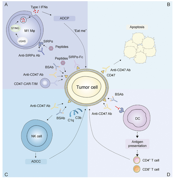 The target of Signal Regulatory Protein Alpha SIRPα The target of Signal Regulatory Protein Alpha SIRPα