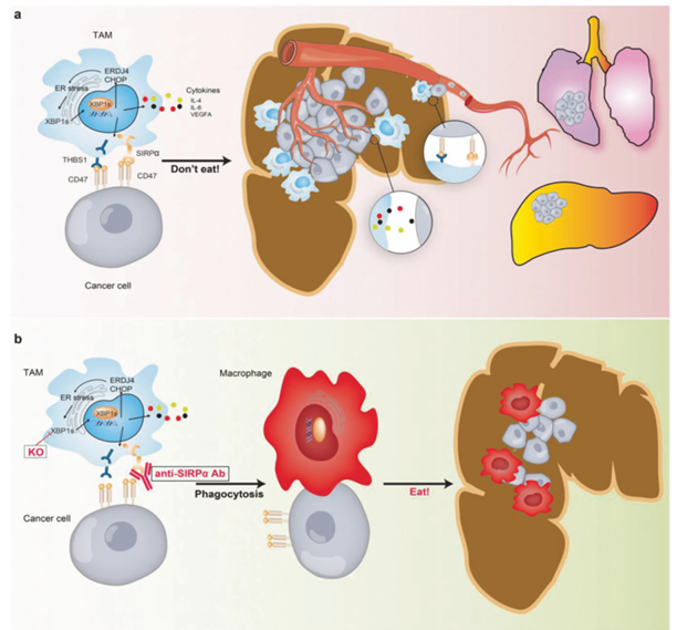 The target of Signal Regulatory Protein Alpha SIRPα The target of Signal Regulatory Protein Alpha SIRPα