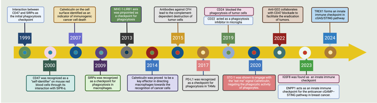 The target of Signal Regulatory Protein Alpha SIRPα The target of Signal Regulatory Protein Alpha SIRPα