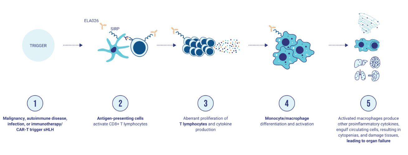 The target of Signal Regulatory Protein Alpha SIRPα The target of Signal Regulatory Protein Alpha SIRPα
