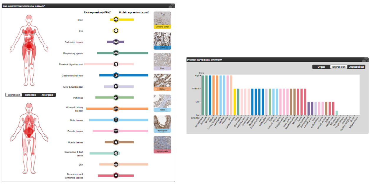The target of Solute Carrier Family 1 Member 5 SLC1A5 The target of Solute Carrier Family 1 Member 5 SLC1A5