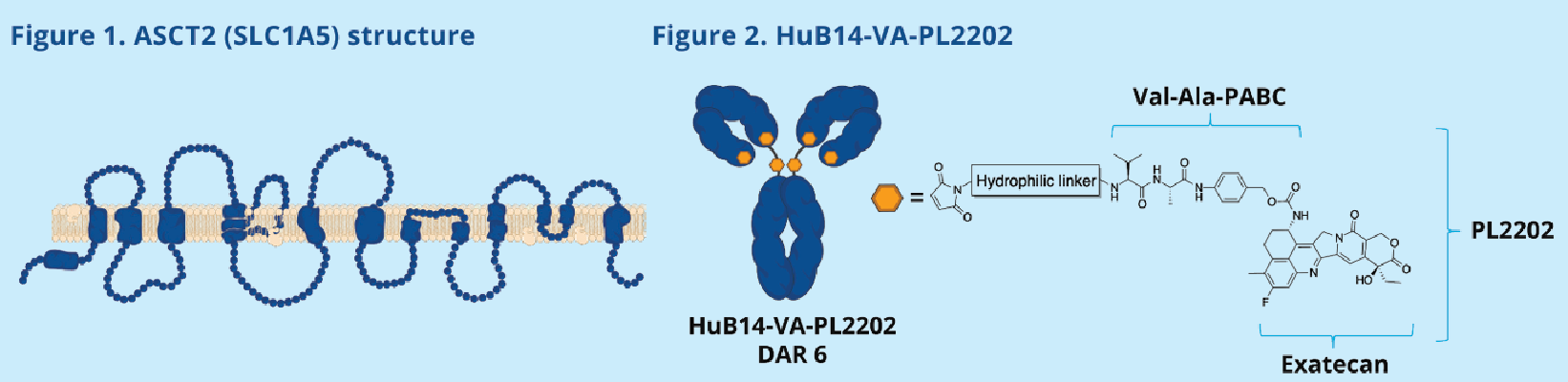 The target of Solute Carrier Family 1 Member 5 SLC1A5 The target of Solute Carrier Family 1 Member 5 SLC1A5