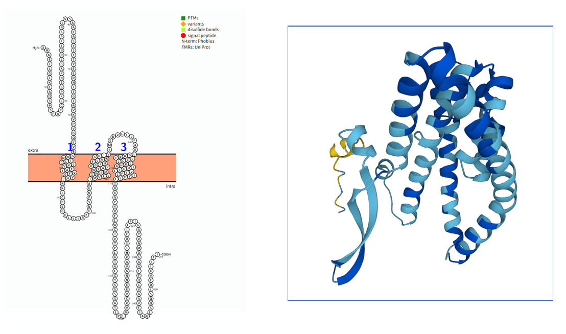 The target of Solute Carrier Family 1 Member 5 SLC1A5 The target of Solute Carrier Family 1 Member 5 SLC1A5