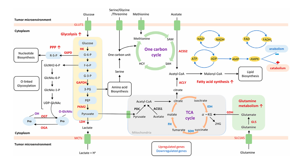 The target of Solute Carrier Family 1 Member 5 SLC1A5 The target of Solute Carrier Family 1 Member 5 SLC1A5