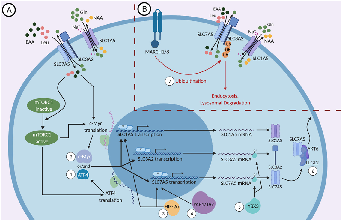 The target of Solute Carrier Family 1 Member 5 SLC1A5