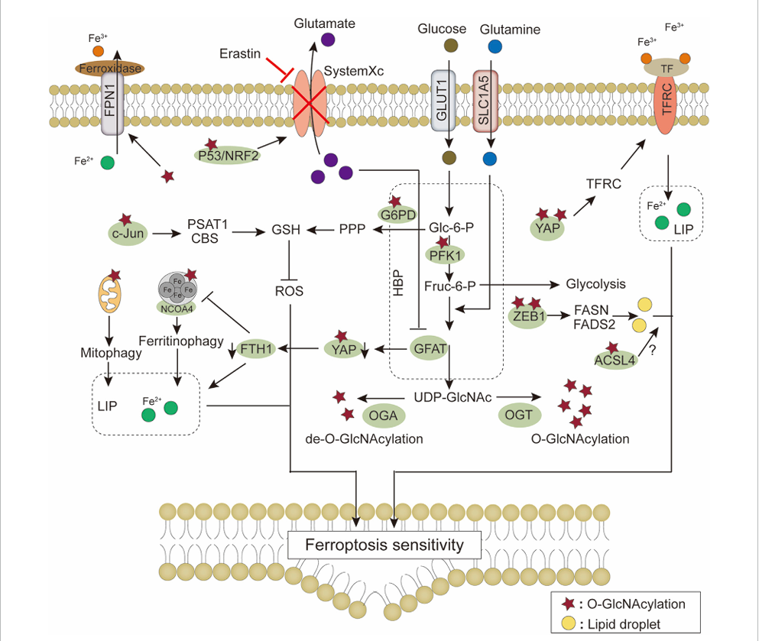 The target of Solute Carrier Family 1 Member 5 SLC1A5 The target of Solute Carrier Family 1 Member 5 SLC1A5