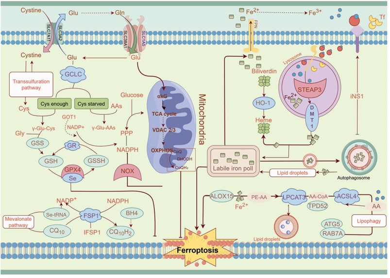 The target of Solute Carrier Family 1 Member 5 SLC1A5 The target of Solute Carrier Family 1 Member 5 SLC1A5