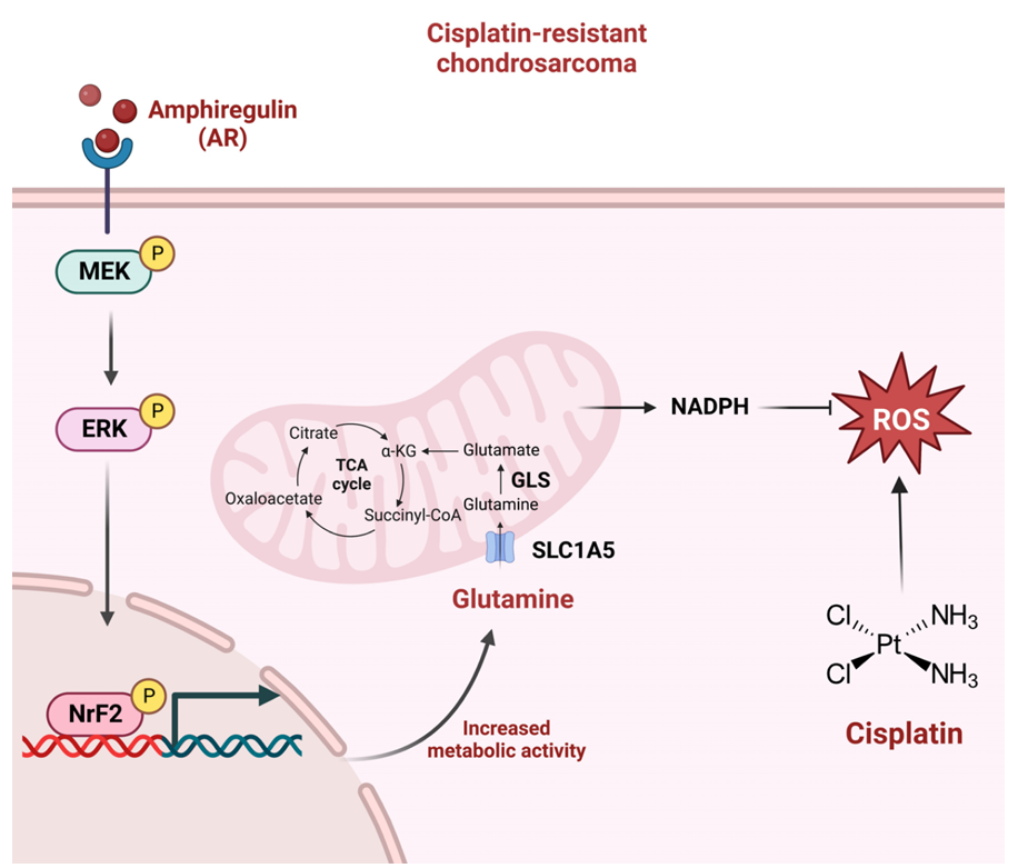 The target of Solute Carrier Family 1 Member 5 SLC1A5 The target of Solute Carrier Family 1 Member 5 SLC1A5