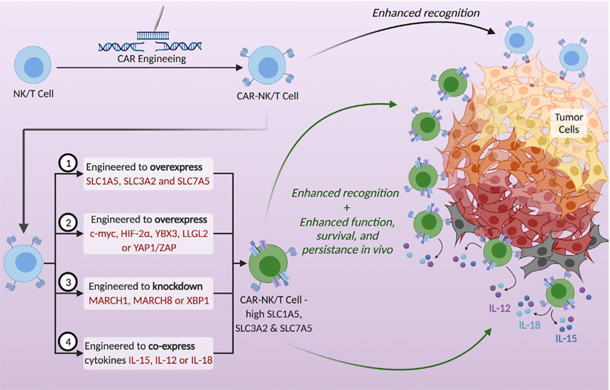The target of Solute Carrier Family 1 Member 5 SLC1A5 The target of Solute Carrier Family 1 Member 5 SLC1A5
