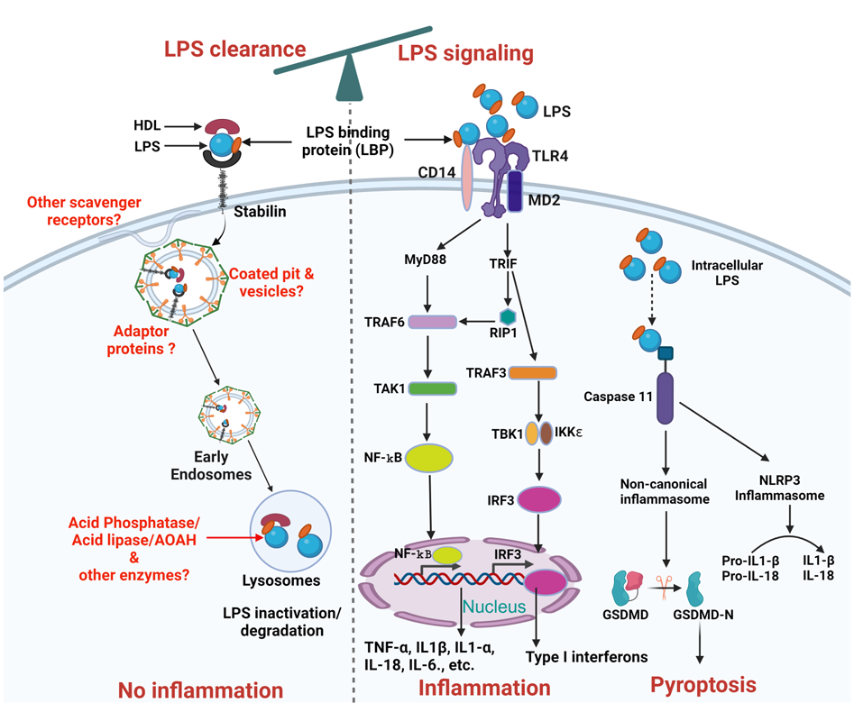 The target of Stabilin-1/STAB1 The target of Stabilin-1/STAB1