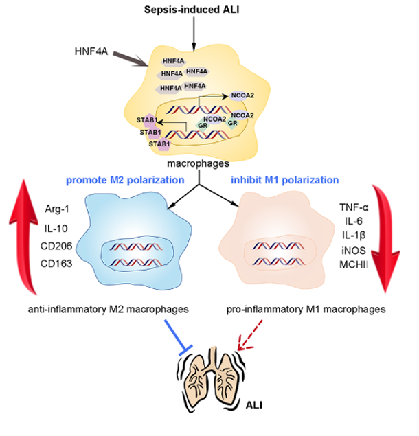 The target of Stabilin-1/STAB1 The target of Stabilin-1/STAB1