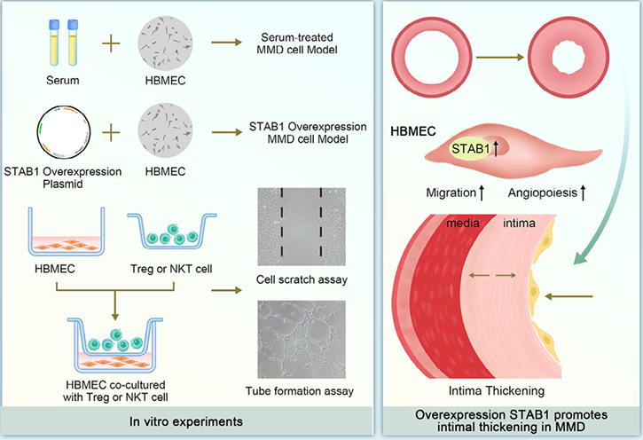 The target of Stabilin-1/STAB1 The target of Stabilin-1/STAB1