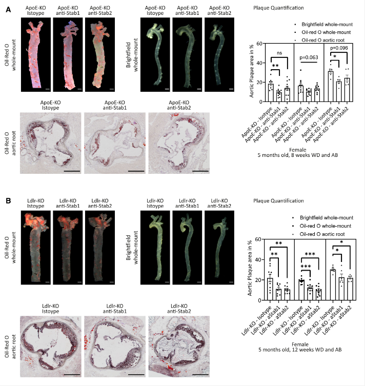 The target of Stabilin-1/STAB1 The target of Stabilin-1/STAB1
