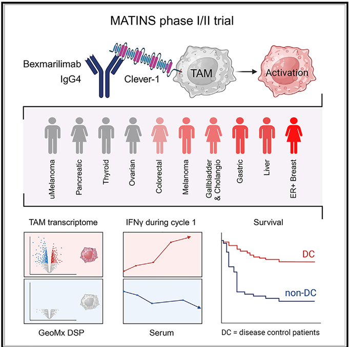 The target of Stabilin-1/STAB1 The target of Stabilin-1/STAB1