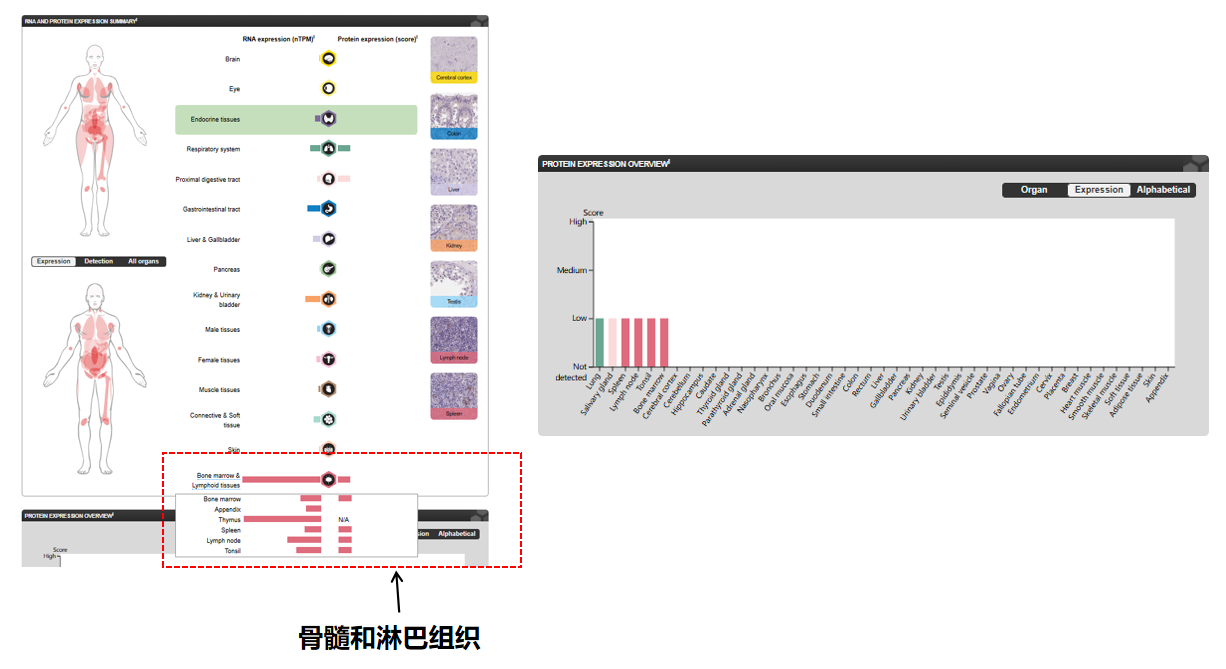 The target of T cell surface protein tactile CD96 The target of T cell surface protein tactile CD96